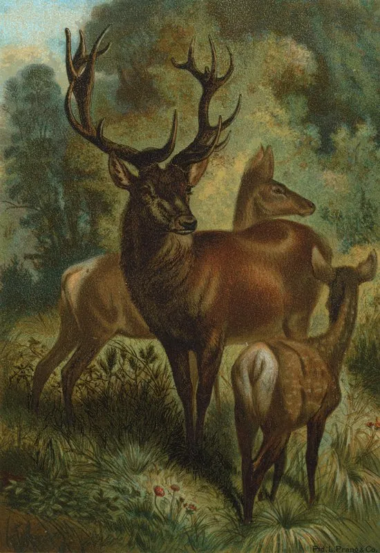 Stag Or Red Deer Wall Art by John George Wood - High-Resolution Digital Print