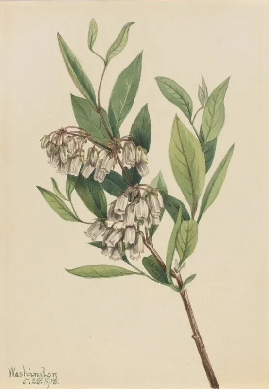 Stagger Bush Pieris Mariana