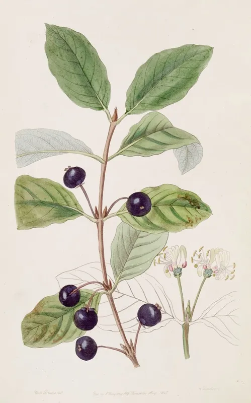 Stained Fly Honeysuckle Wall Art by Sydenham Edwards - High-Resolution Digital Print