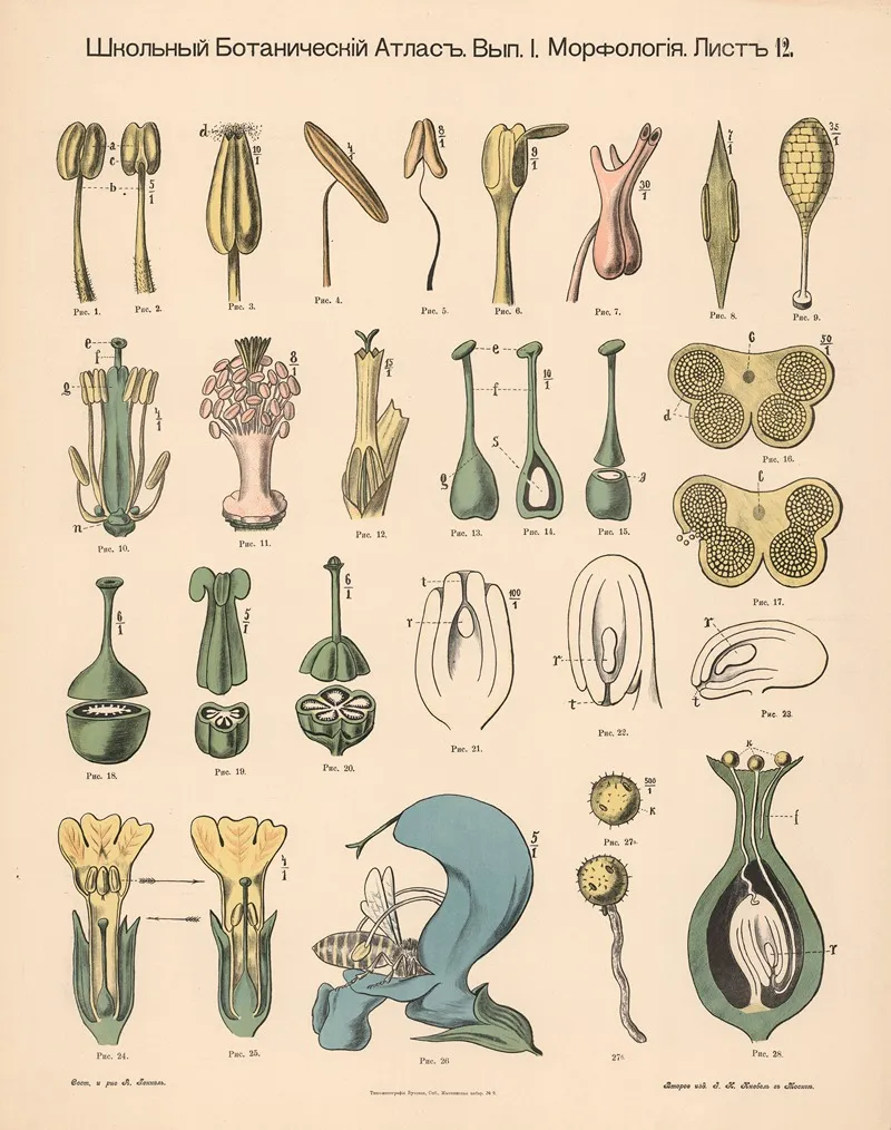 Stamen Wall Art by Alexander-Paul Henckel - High-Resolution Digital Print