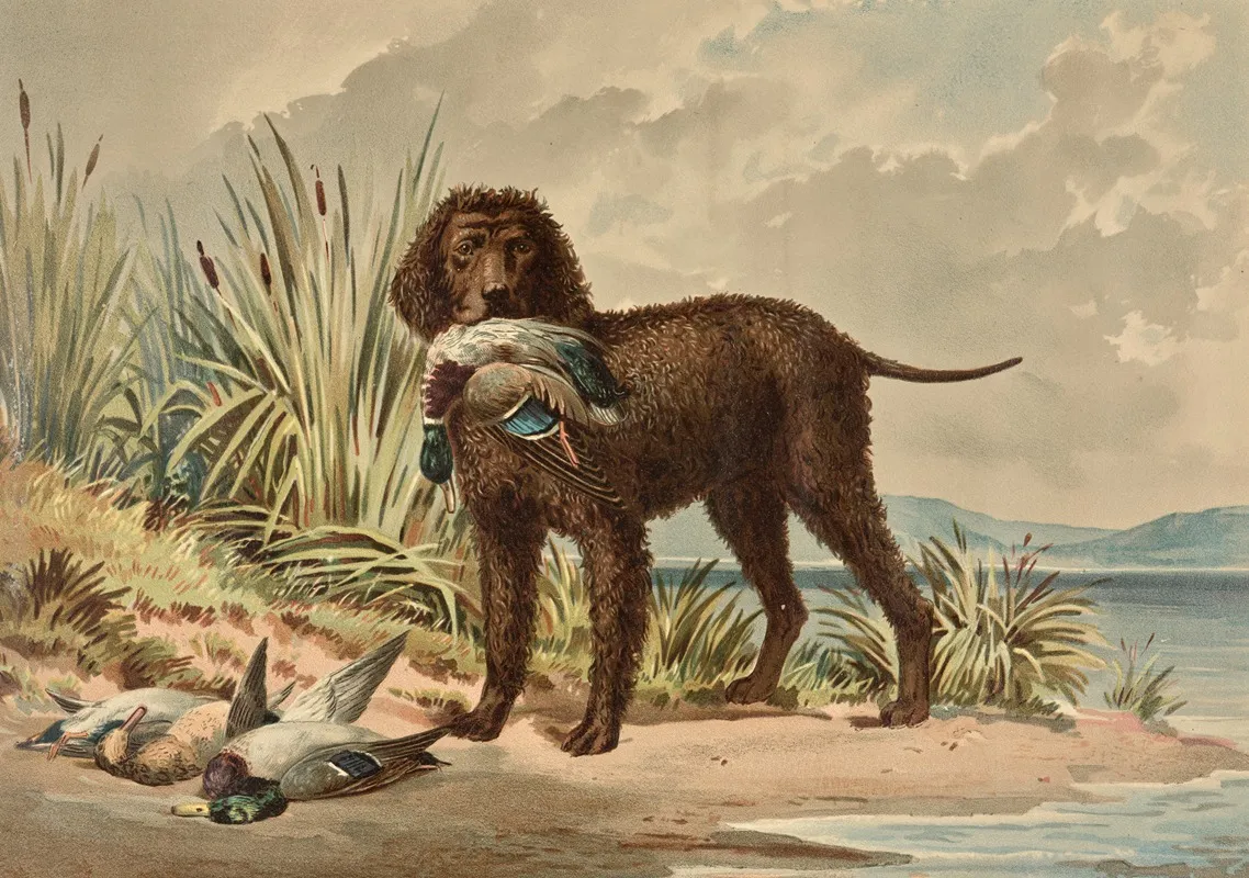 Standing Curly Coated Retriever Mallard Duck In Mouth Three More Ducks On Ground Wall Art by Alexander Pope Jr. - High-Resolution Digital Print