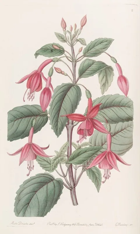 Standishs Fuchsia Wall Art by Sydenham Edwards - High-Resolution Digital Print