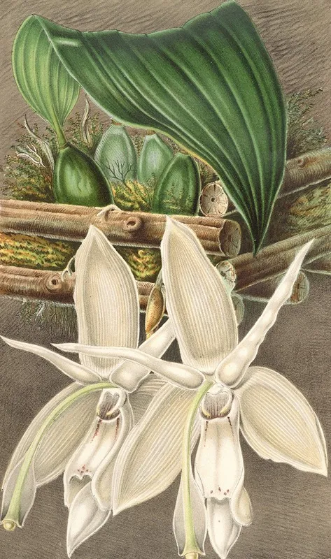 Stanhopea Eburnea Var Spectabilis Wall Art by Charles Antoine Lemaire - High-Resolution Digital Print