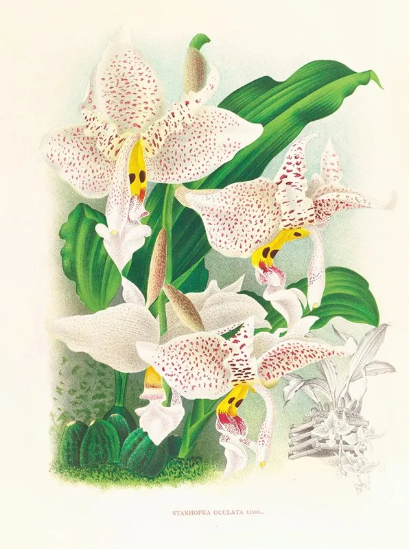 Stanhopea Oculata Wall Art by Jean Jules Linden - High-Resolution Digital Print