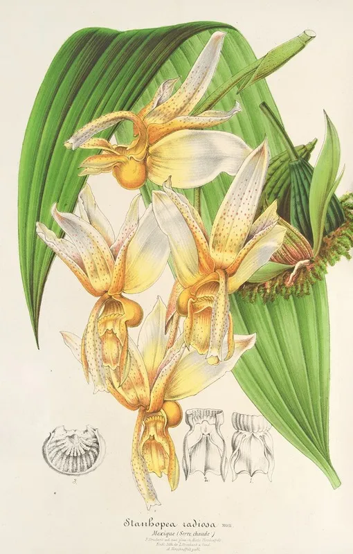 Stanhopea Radiosa Wall Art by Charles Antoine Lemaire - High-Resolution Digital Print