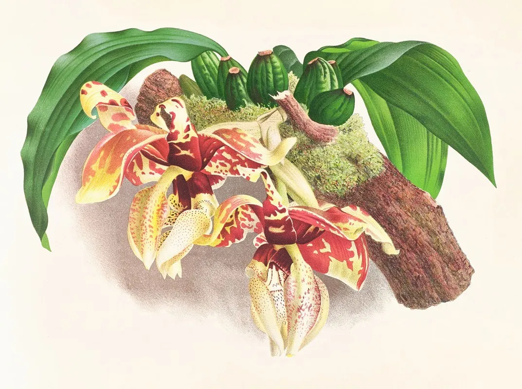 Stanhopea Tigrina 2 Wall Art by Jean Jules Linden - High-Resolution Digital Print