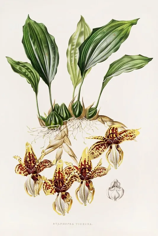 Stanhopea Tigrina Wall Art by James Bateman - High-Resolution Digital Print