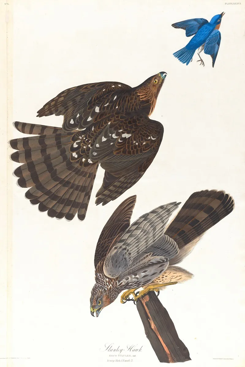 Stanley Hawk Wall Art by John James Audubon - High-Resolution Digital Print