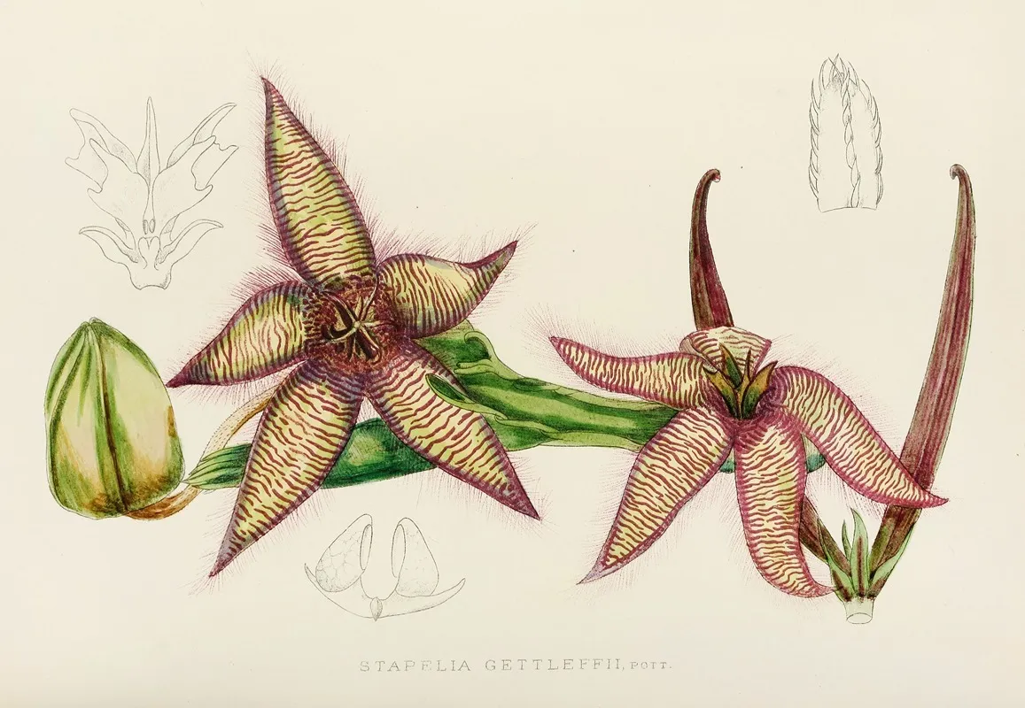 Stapelia Gettleffii Wall Art by Illtyd Buller Pole-Evans - High-Resolution Digital Print