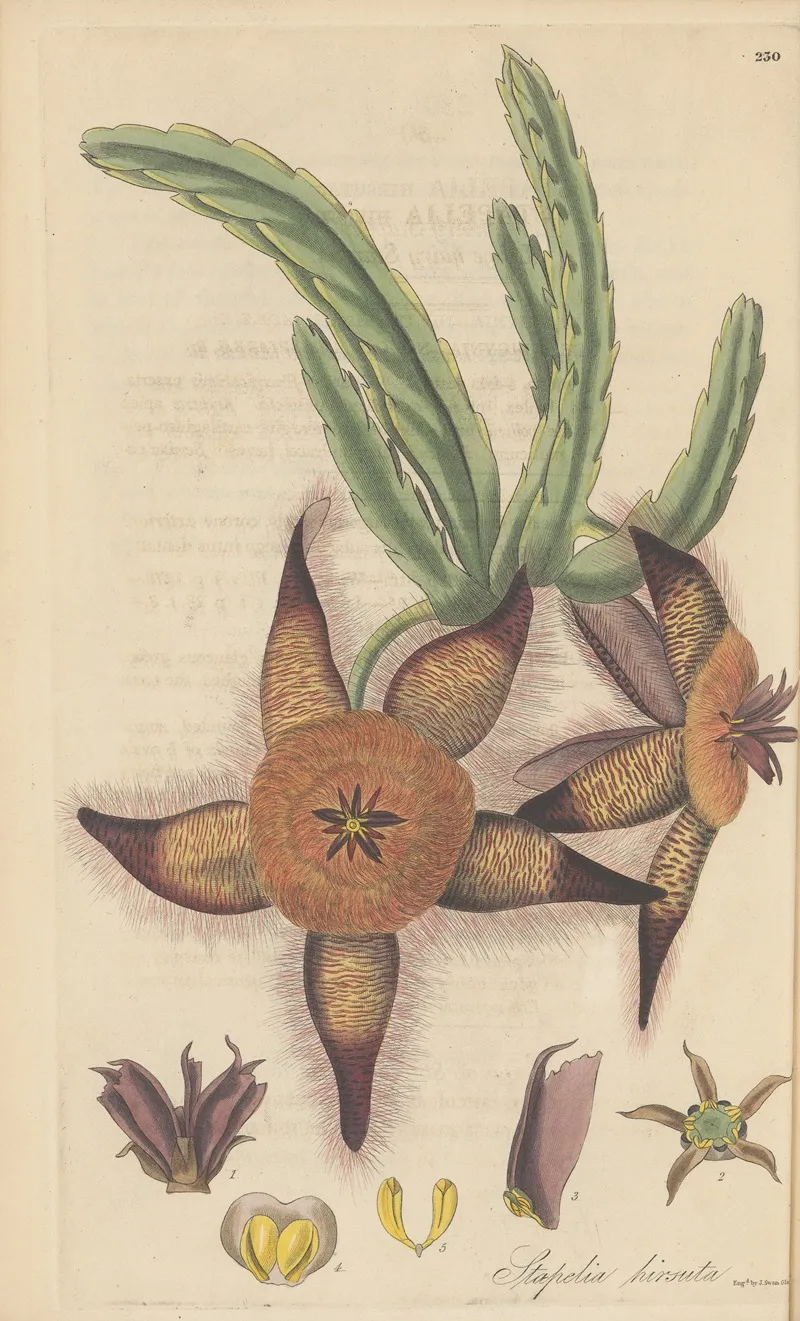 Stapelia Hirsuta Wall Art by William Jackson Hooker - High-Resolution Digital Print