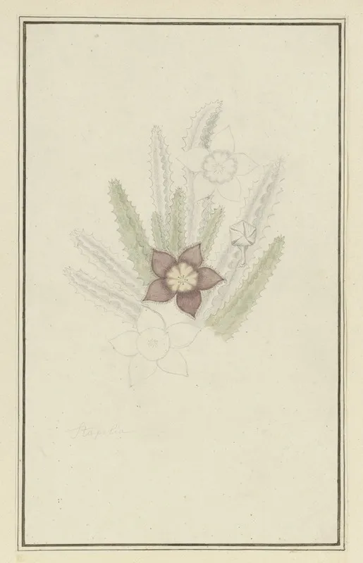 Stapelia Hirsute L Starfish Flower Wall Art by Robert Jacob Gordon - High-Resolution Digital Print