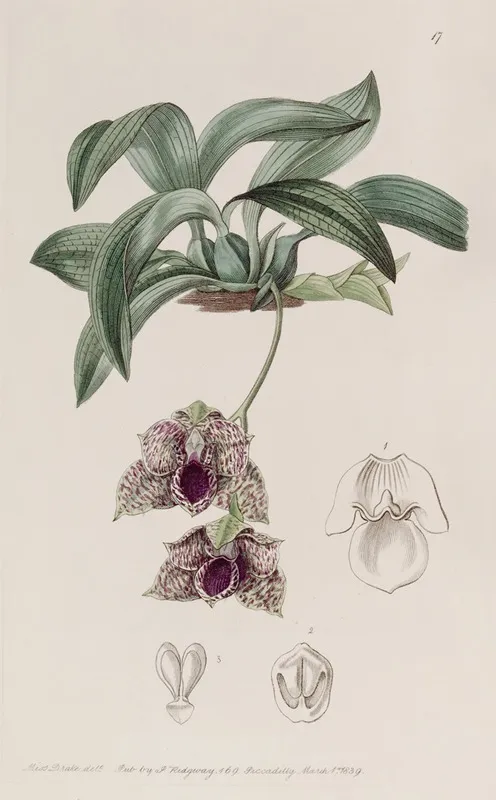 Stapelia Like Maxillaria Wall Art by Sydenham Edwards - High-Resolution Digital Print