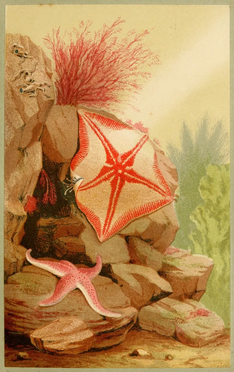 Star Fishes Wall Art by Philip Henry Gosse - High-Resolution Digital Print
