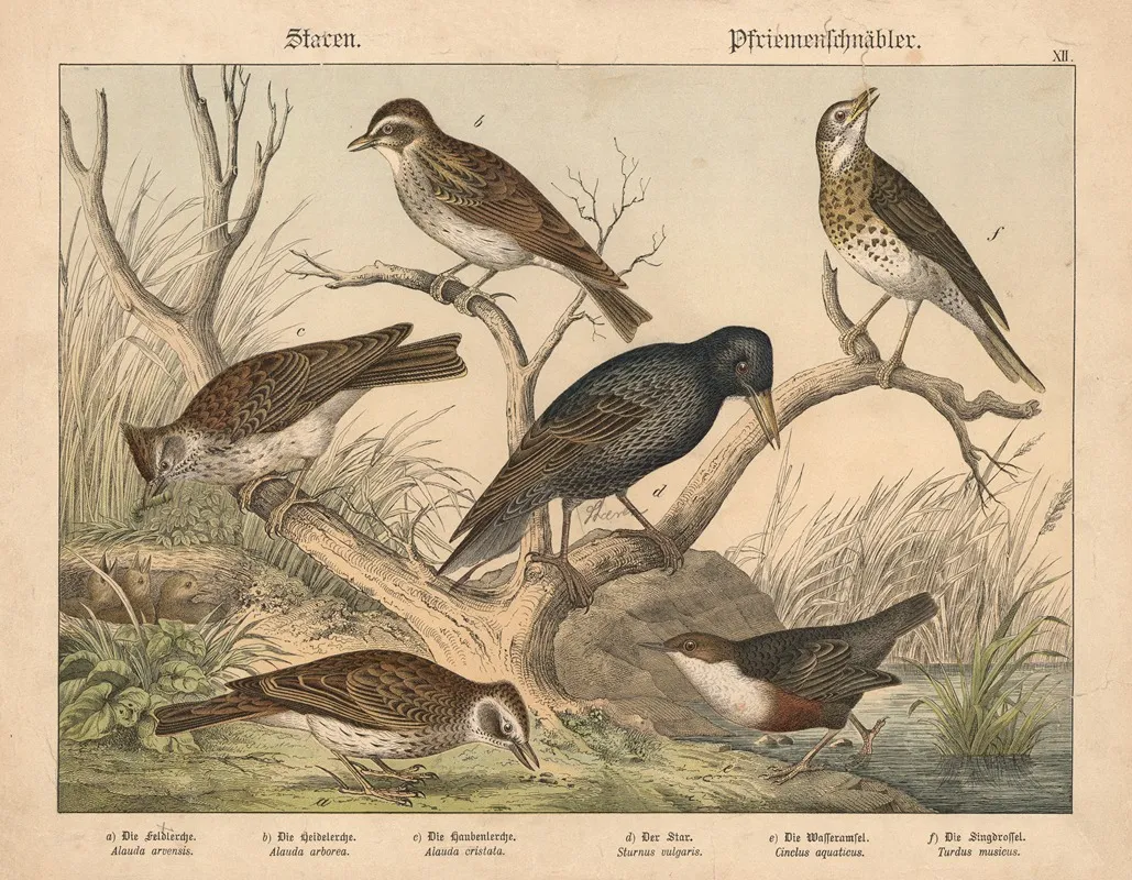 Staren Pfriemenschnabler Wall Art by Gotthilf Heinrich von Schubert - High-Resolution Digital Print
