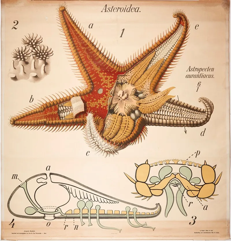 Starfish Wall Art by Paul Pfurtscheller - High-Resolution Digital Print