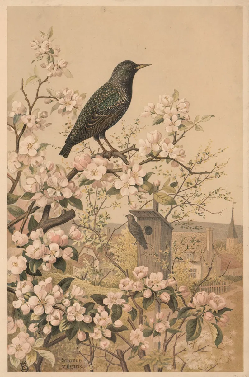 Starling 2 Wall Art by Emil Schmidt - High-Resolution Digital Print
