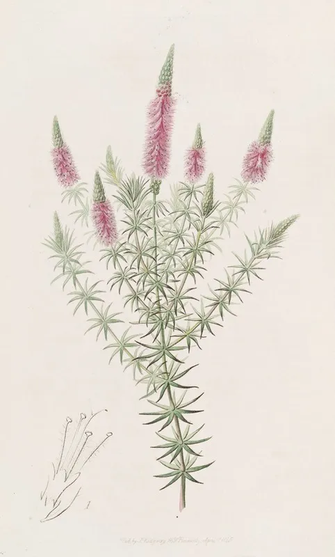 Starry Dysophyll Wall Art by Sydenham Edwards - High-Resolution Digital Print