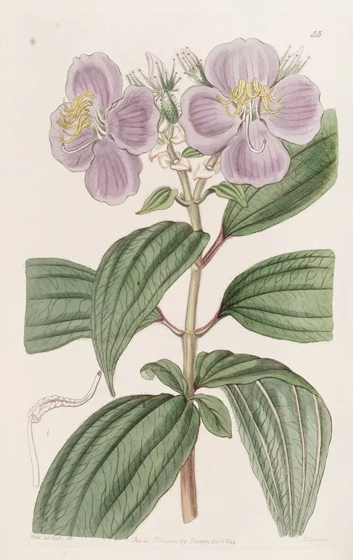 Starry Osbeckia With Small Scales Wall Art by Sydenham Edwards - High-Resolution Digital Print