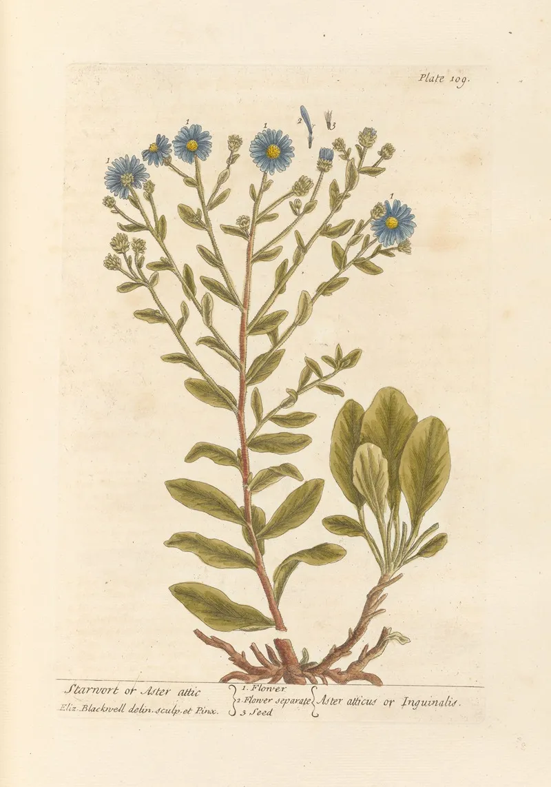 Starwort Or Aster Attic Wall Art by Elizabeth Blackwell - High-Resolution Digital Print