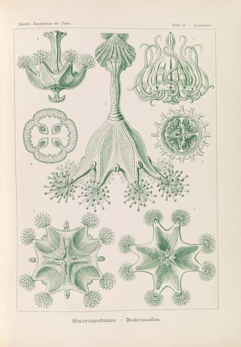 Stauromedusae Becherquallen Wall Art by Ernst Haeckel - High-Resolution Digital Print
