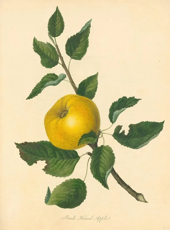 Steads Kernel Apple Wall Art by Thomas Andrew Knight - High-Resolution Digital Print