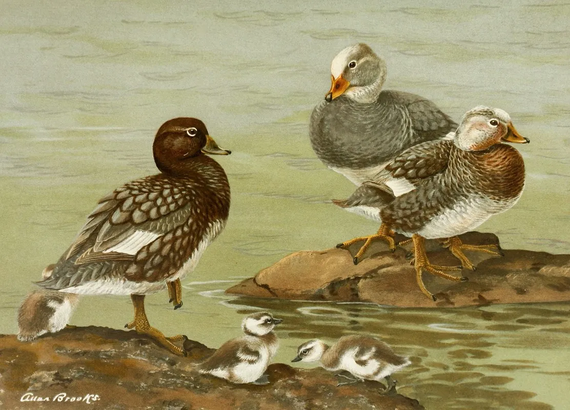 Steamer Duck Wall Art by Allan Brooks - High-Resolution Digital Print