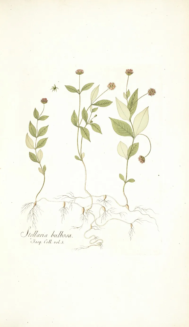 Stellaria Bulbosa Wall Art by Nikolaus Joseph Freiherr von Jacquin - High-Resolution Digital Print