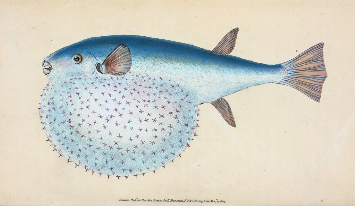 Stellated Globe Diodon Tetrodon Stellatus Wall Art by Edward Donovan - High-Resolution Digital Print