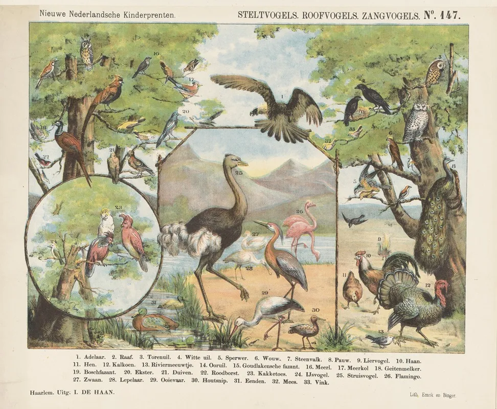 Steltvogels Roofvogels Zangvogels