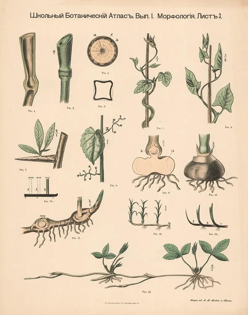 Stem And Shoots Wall Art by Alexander-Paul Henckel - High-Resolution Digital Print