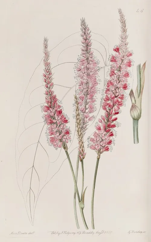 Stem Clasping Polygonum Wall Art by Sydenham Edwards - High-Resolution Digital Print