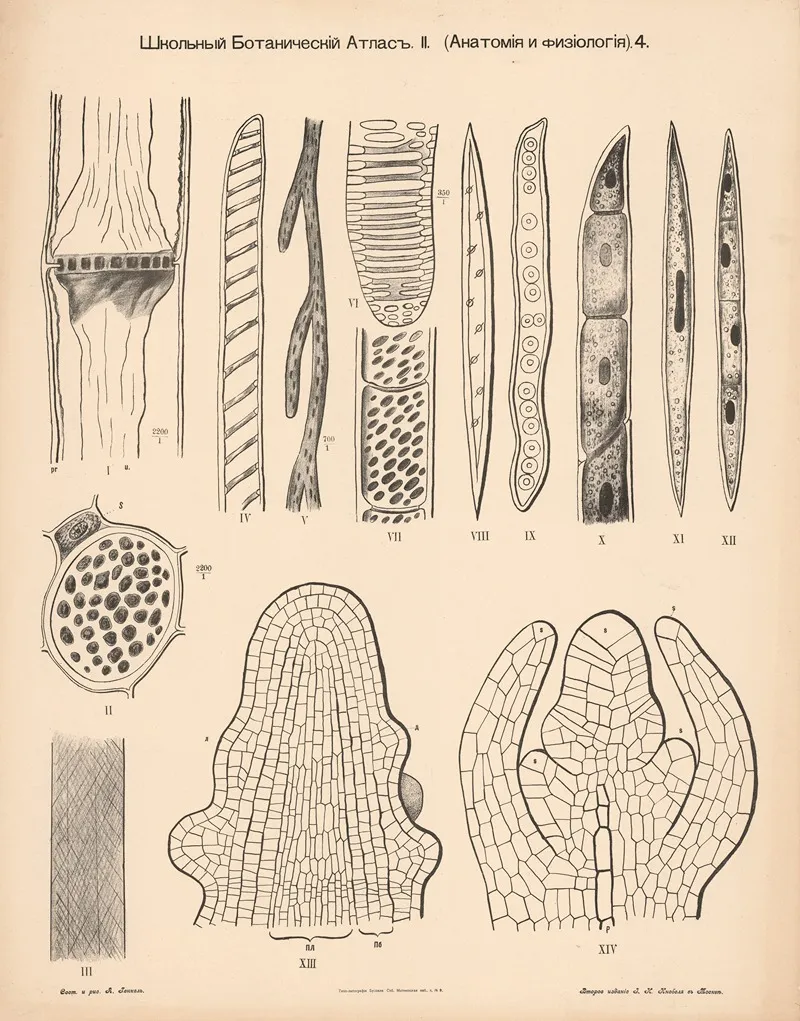 Stem Tissue Wall Art by Alexander-Paul Henckel - High-Resolution Digital Print