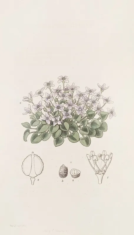 Stemless Violet Cress Wall Art by Sydenham Edwards - High-Resolution Digital Print