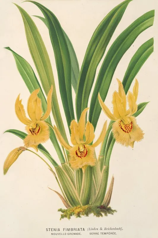 Stenia Fimbriata Wall Art by Charles Antoine Lemaire - High-Resolution Digital Print