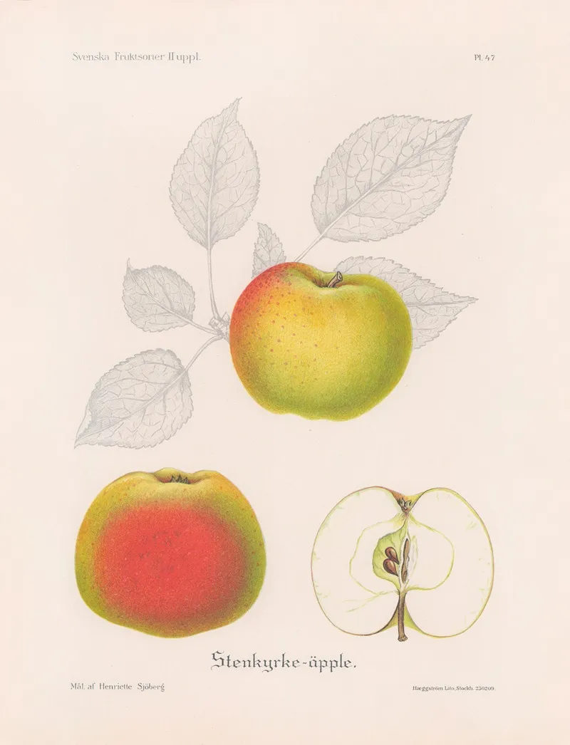 Stenkyrkeapple Wall Art by Henriette Sjöberg - High-Resolution Digital Print