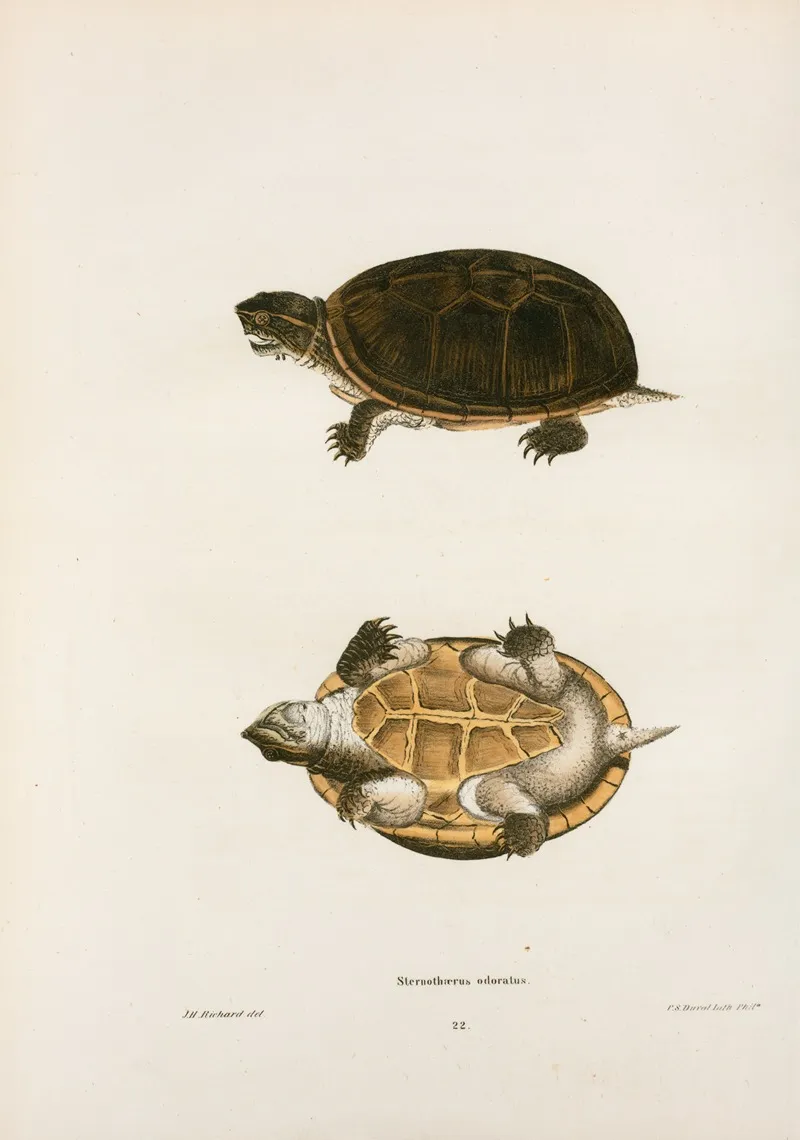 Stenothoerus Odoratus Wall Art by John Edwards Holbrook - High-Resolution Digital Print