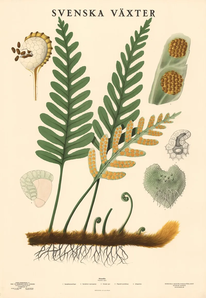 Stensota Polypodium Vulgare Wall Art by Max Richter - High-Resolution Digital Print