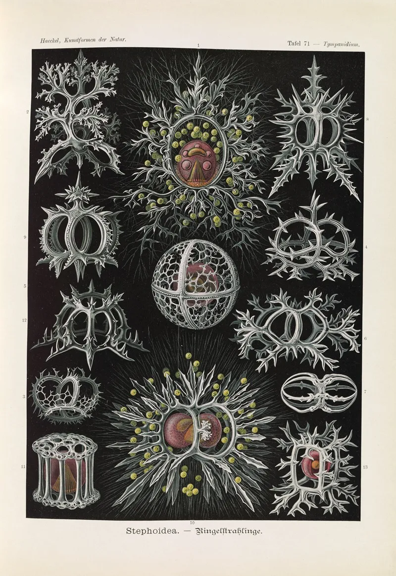 Stephoidea Ringelstrahlinge Wall Art by Ernst Haeckel - High-Resolution Digital Print
