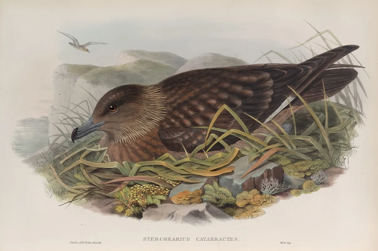 Stercorarius Catarrhactes Great Skua Wall Art by John Gould - High-Resolution Digital Print