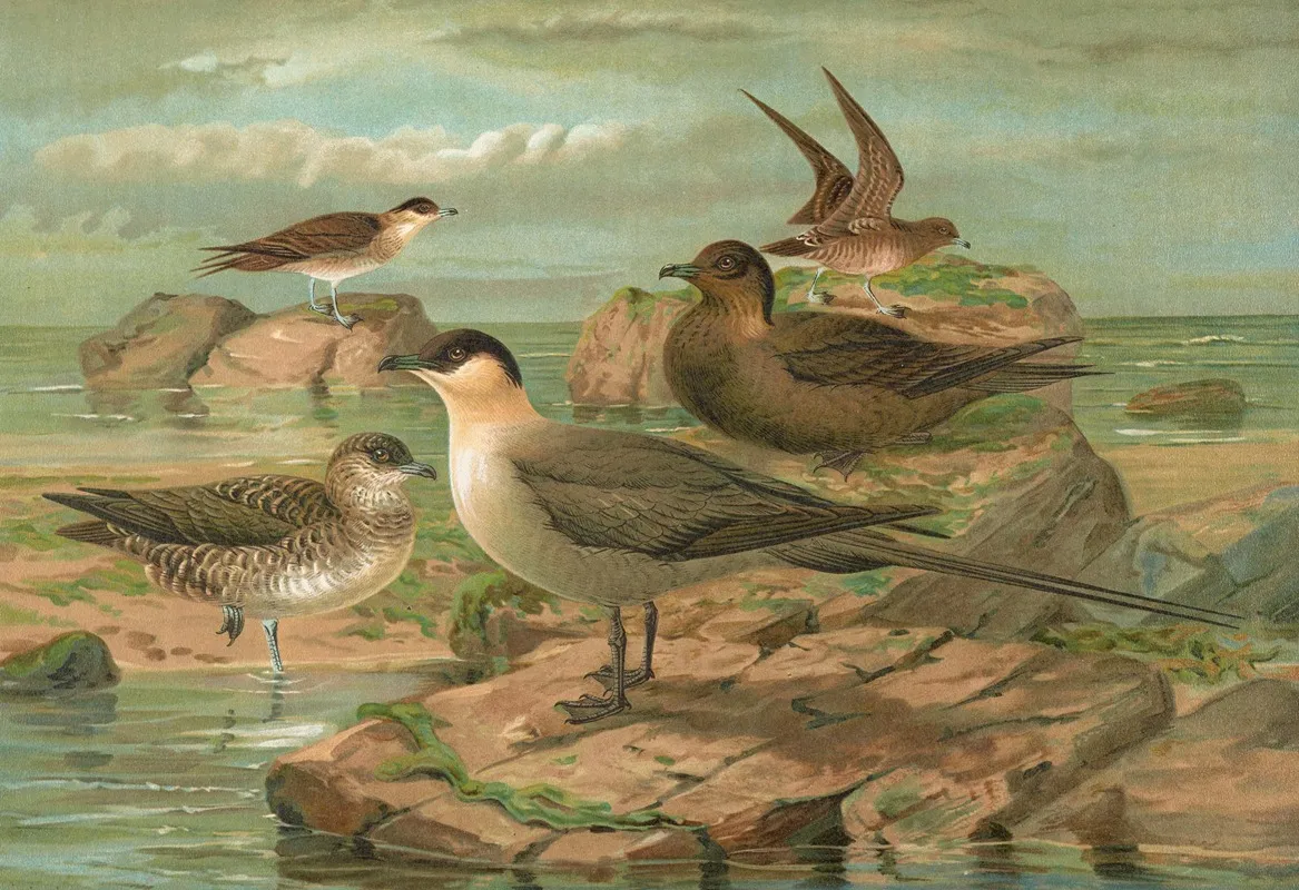 Stercorarius Longicaudus Vieill Stercorarius Parasiticus Wall Art by Johann Friedrich Naumann - High-Resolution Digital Print