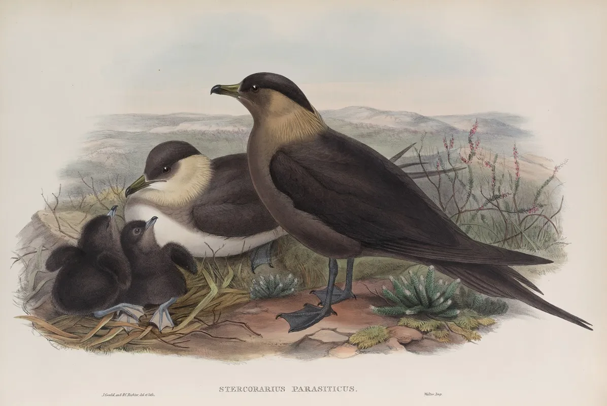 Stercorarius Parasiticus Arctic Skua Wall Art by John Gould - High-Resolution Digital Print