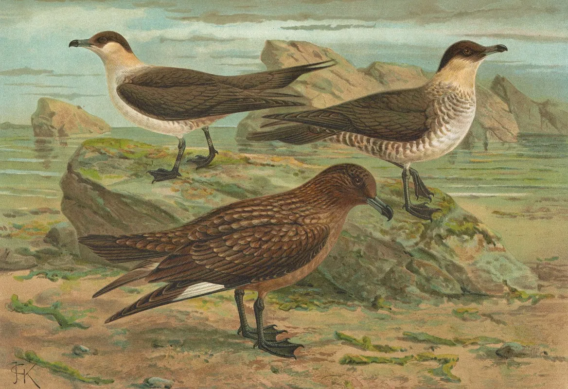 Stercorarius Parasiticus Stercorarius Skua Brunn Stercorarius Pomarinus Mittlere Raubmove Wall Art by Johann Friedrich Naumann - High-Resolution Digital Print