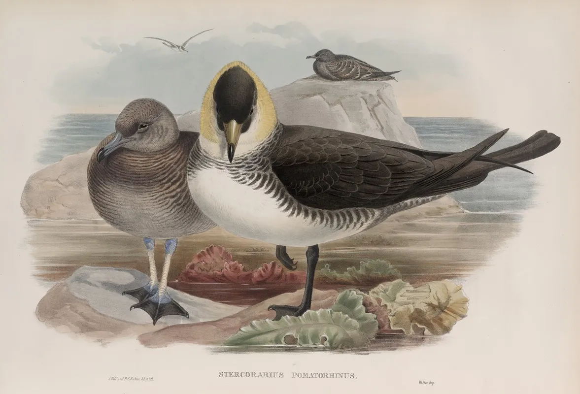 Stercorarius Pomatorhinus Pomatorhine Skua Wall Art by John Gould - High-Resolution Digital Print