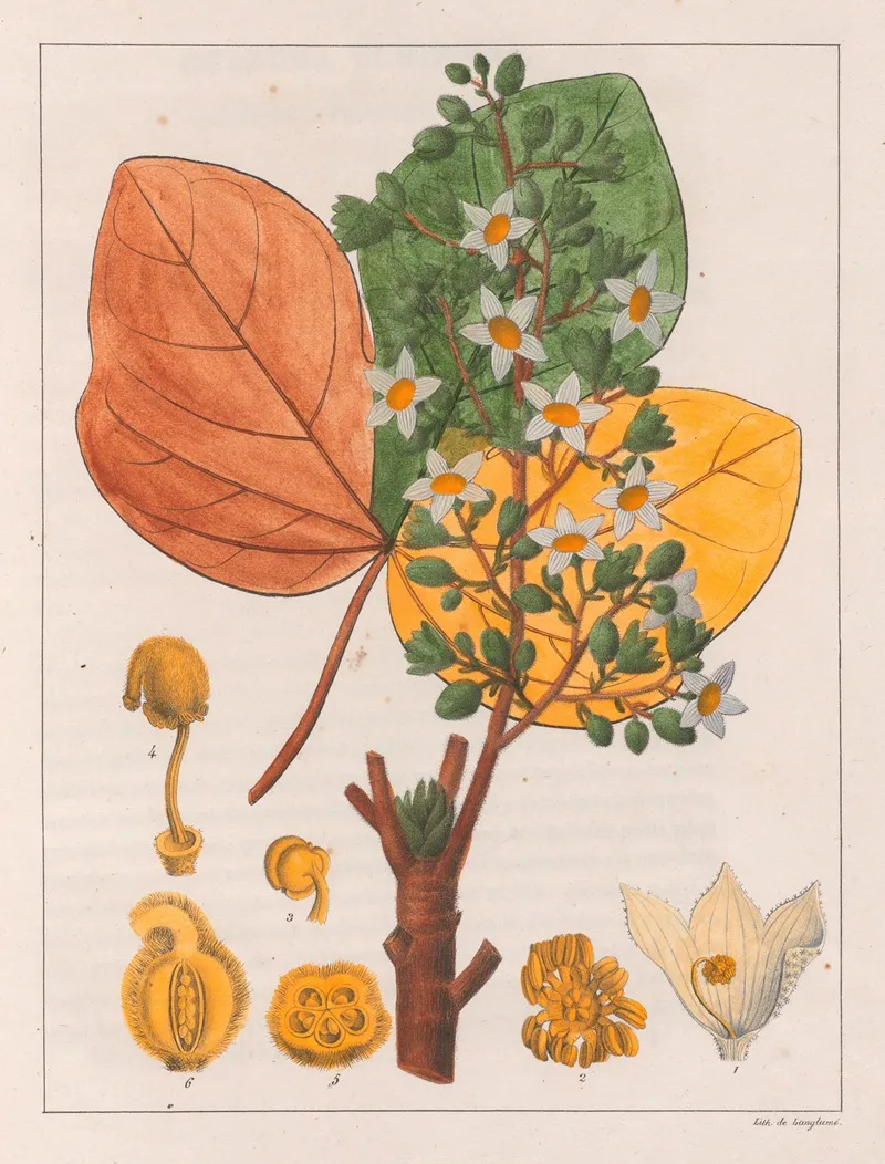 Sterculia Chicha Wall Art by Auguste de Saint-Hilaire - High-Resolution Digital Print