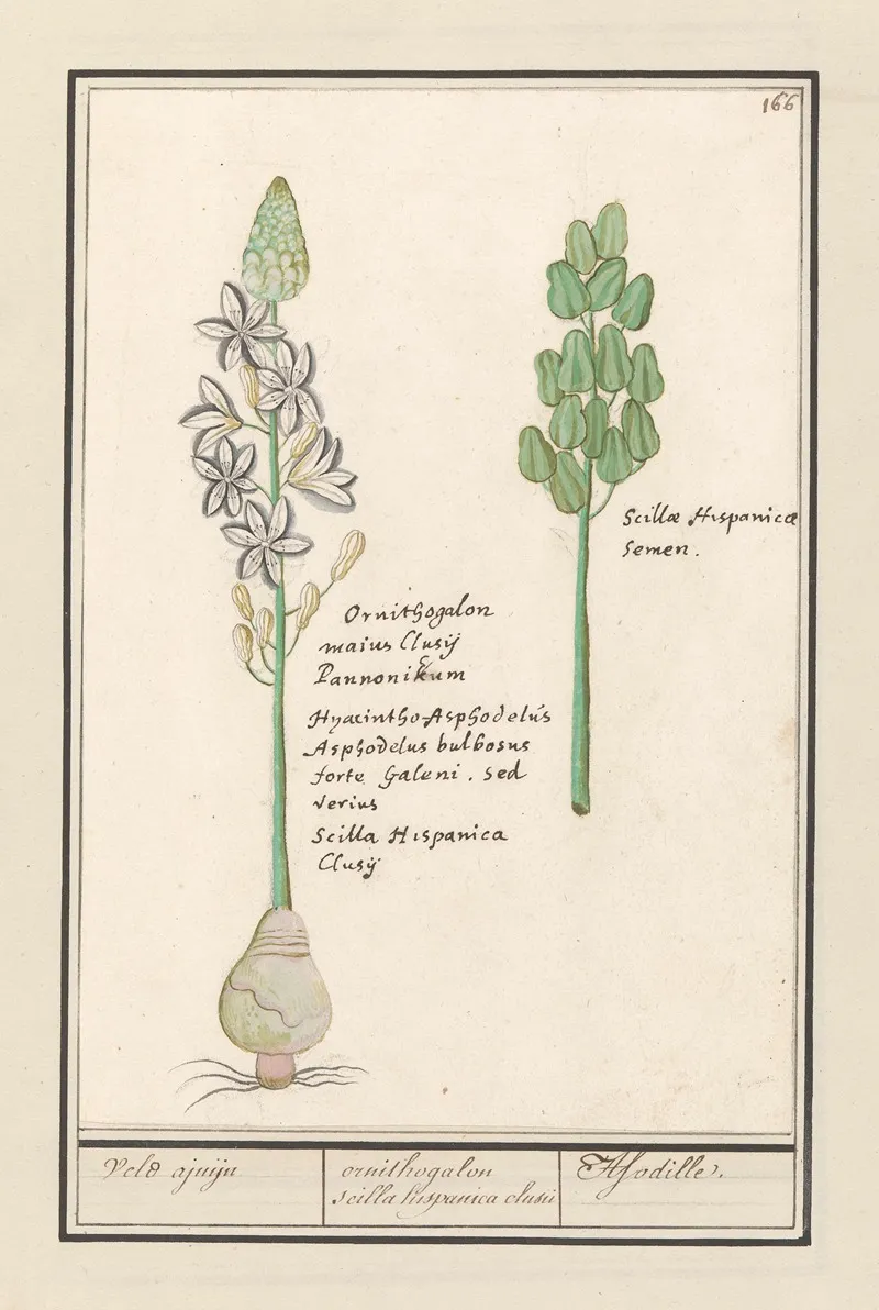 Sterhyacint Scilla Veld Ajuijn Ornithogalon Scilla Hispanica Clusu Asodille Wall Art by Anselmus Boëtius de Boodt - High-Resolution Digital Print