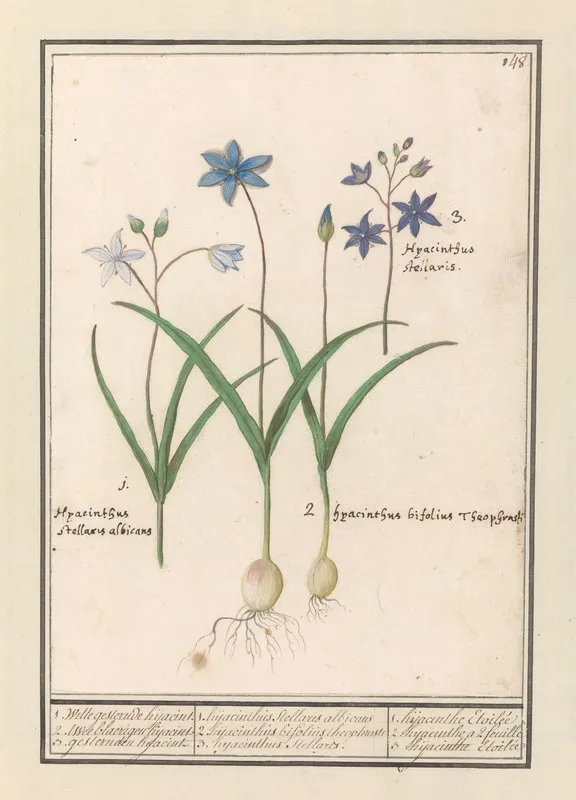 Sterhyacint Scilla Wall Art by Anselmus Boëtius de Boodt - High-Resolution Digital Print