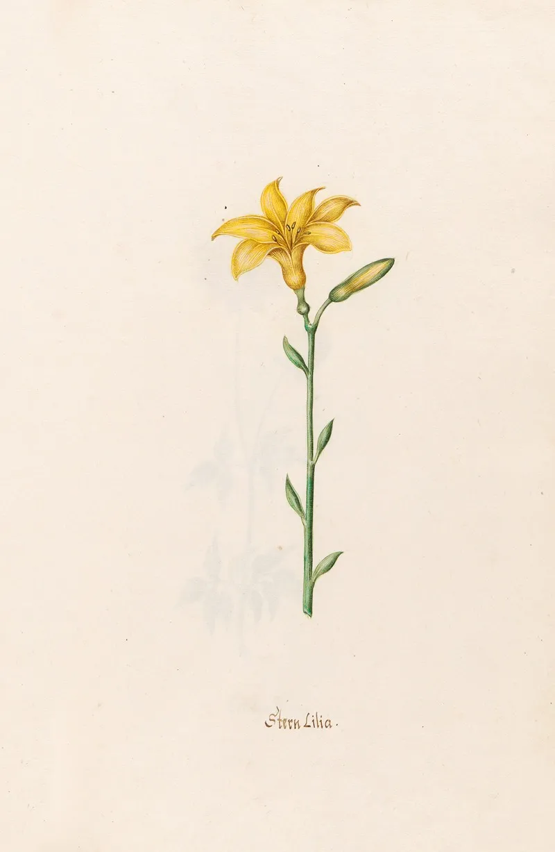 Stern Lilia Lily Wall Art by Magdelena Rosina Funck - High-Resolution Digital Print