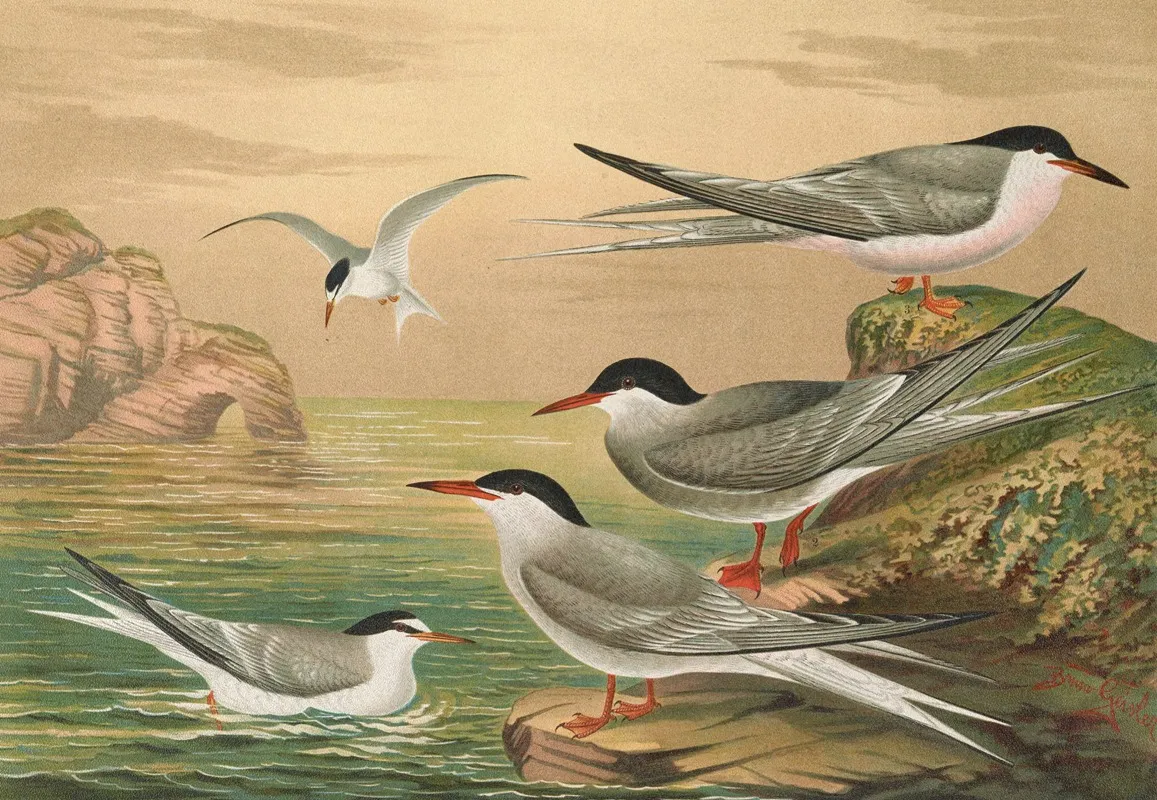 Sterna Hirundo Sterna Macrura Sterna Dougalli Mont Sterna Minuta Wall Art by Johann Friedrich Naumann - High-Resolution Digital Print