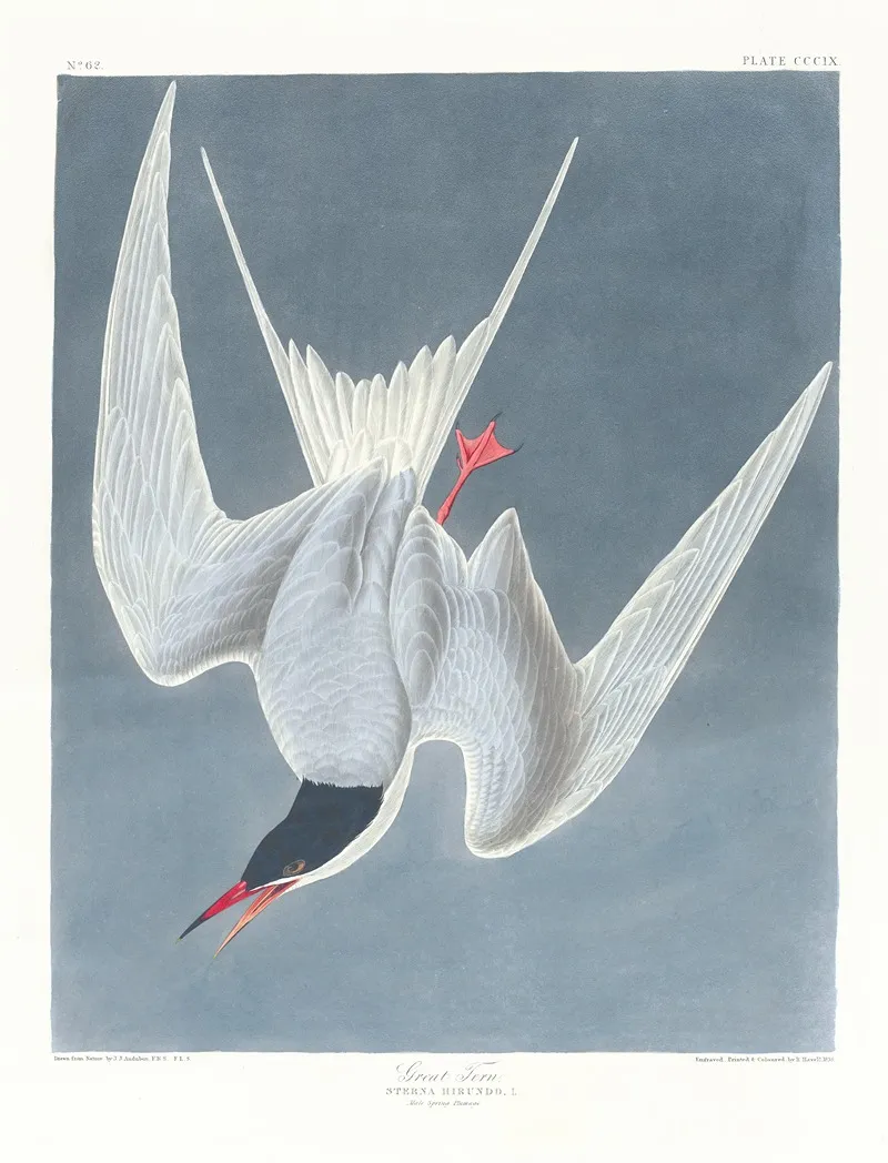 Sterna Hirundo Wall Art by John James Audubon - High-Resolution Digital Print