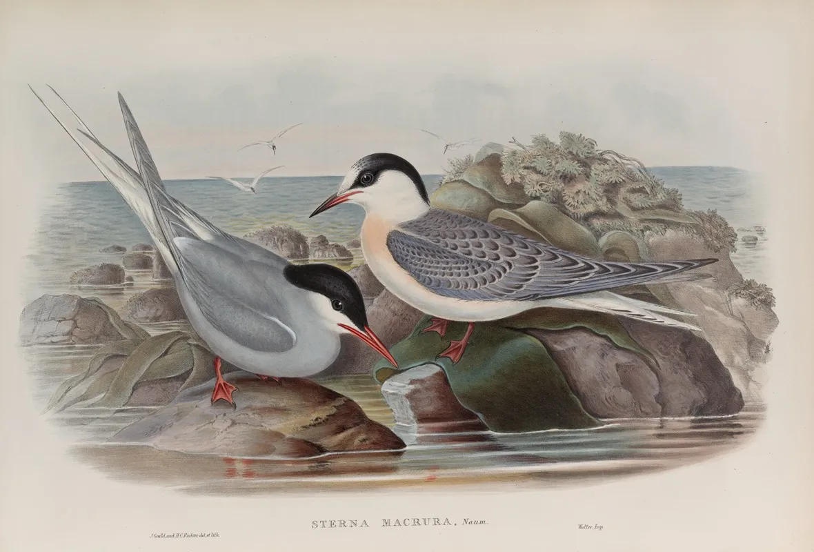 Sterna Macrura Arctic Tern Wall Art by John Gould - High-Resolution Digital Print